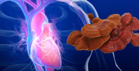 خواص گانودرما برای قلب | خواص قارچ گانودرما برای قلب | قارچ گانودرما و قلب | قارچ گانودرما برای قلب | قارچ برای بیماران قلبی | قارچ گانودرما برای بیماران قلبی