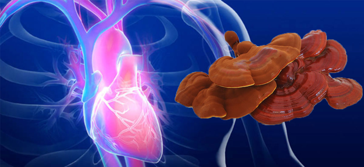 خواص گانودرما برای قلب | خواص قارچ گانودرما برای قلب | قارچ گانودرما و قلب | قارچ گانودرما برای قلب | قارچ برای بیماران قلبی | قارچ گانودرما برای بیماران قلبی